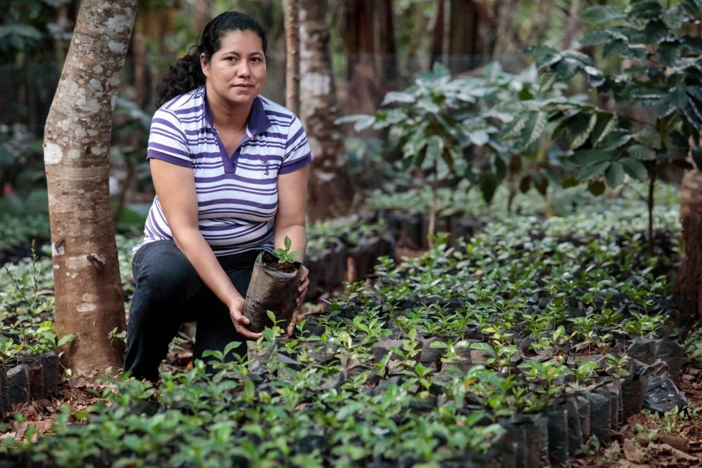 Kaffeplantage i El Salvador