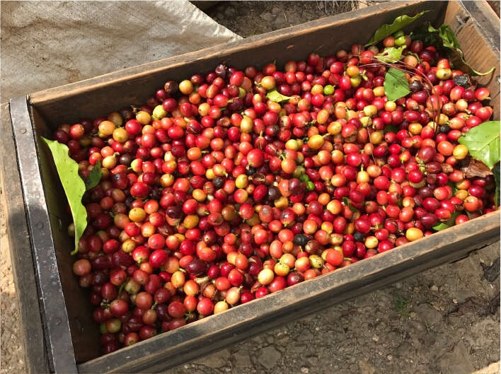 Jamaican Blue Mountain №1 - nyrostade kaffebönor - 100 g