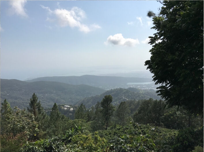 Jamaican Blue Mountain №1 - nyrostade kaffebönor - 100 g