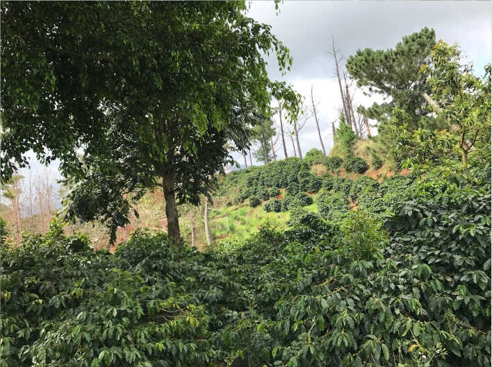 Jamaican Blue Mountain №1 - nyrostade kaffebönor - 100 g