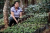 Kaffeplantage i El Salvador